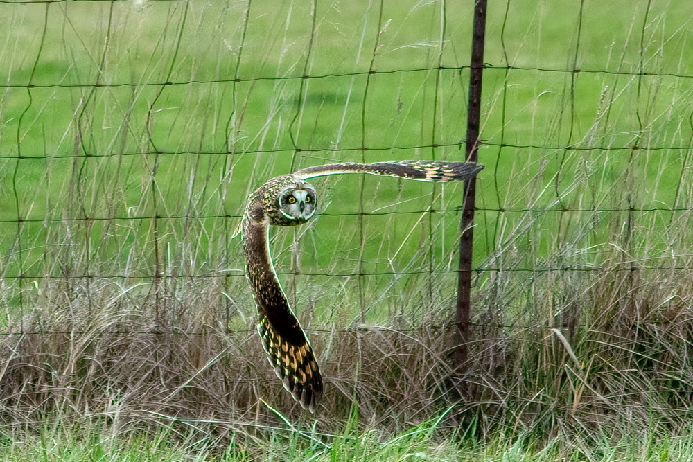 Short-eared Owl